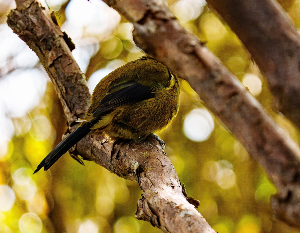 New Zealand Bellbird - ML648747039