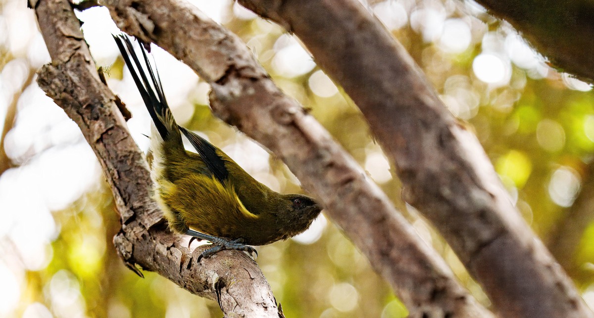 New Zealand Bellbird - ML648747040