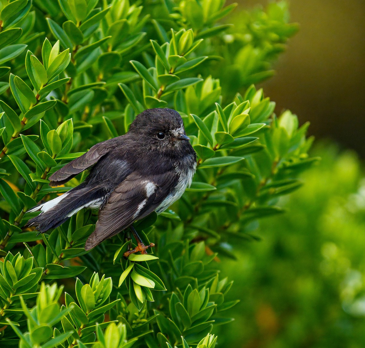 Tomtit - ML648747063