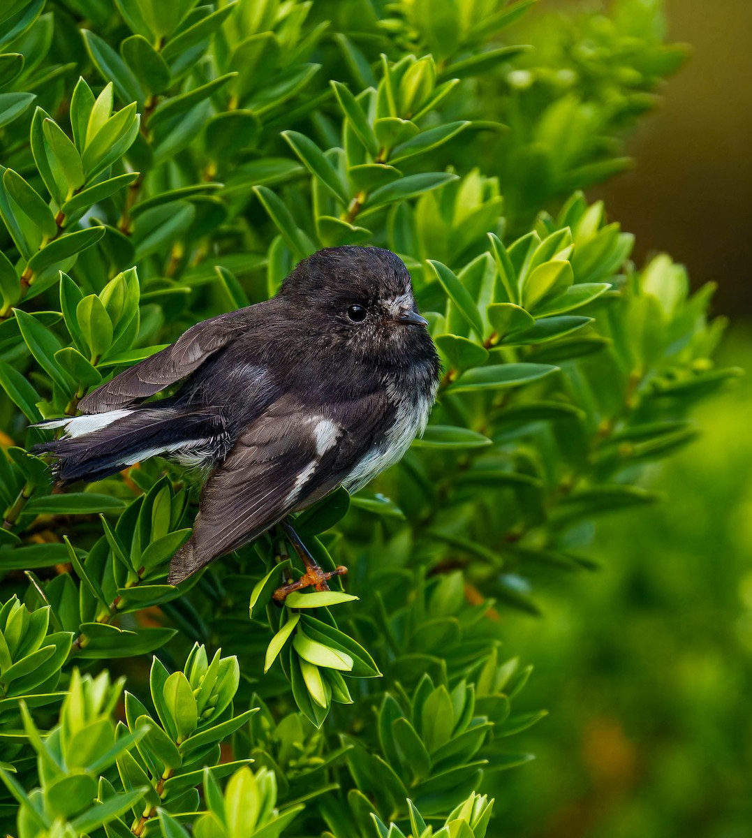 Tomtit - ML648747064