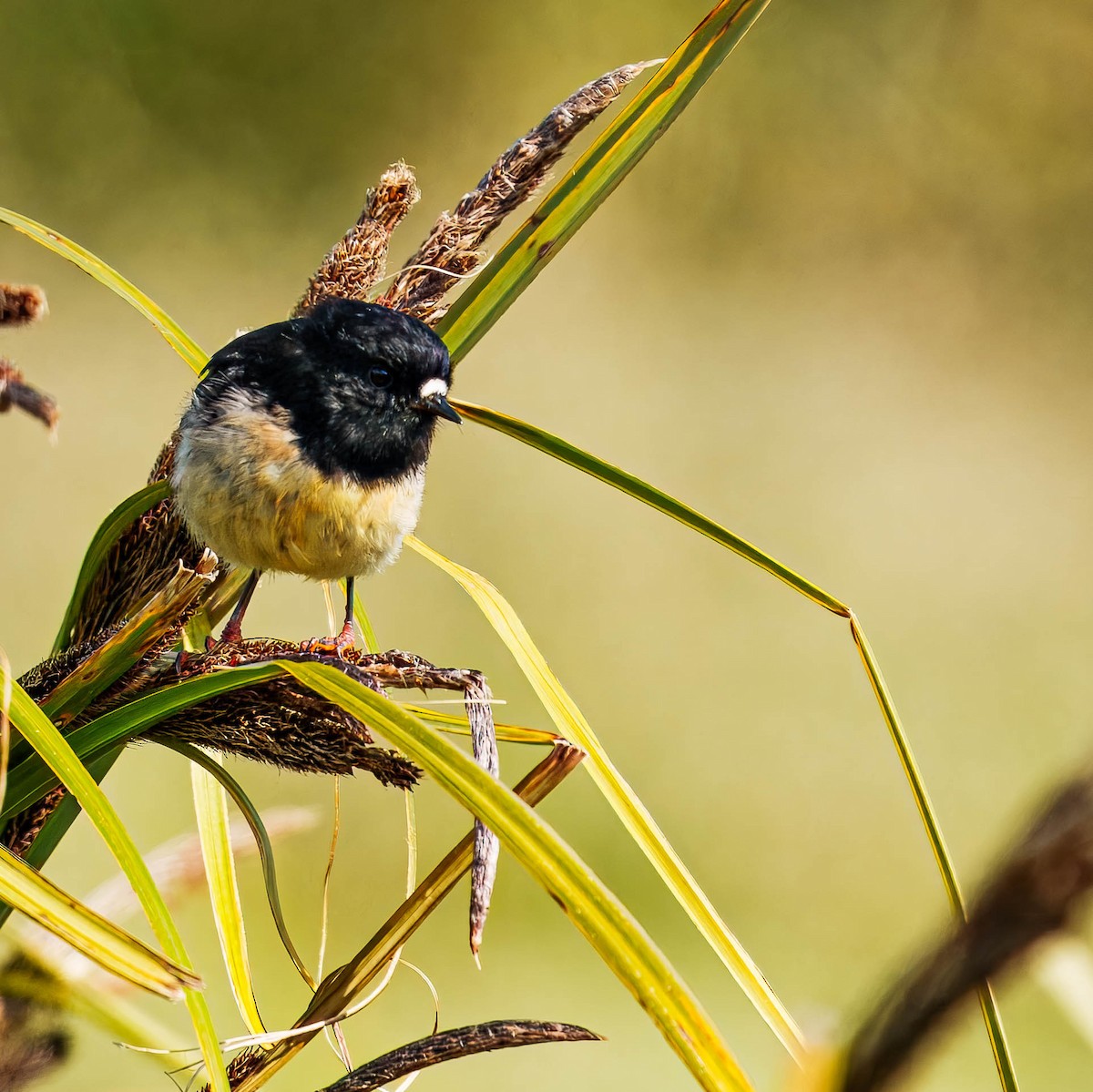 Tomtit - ML648747065