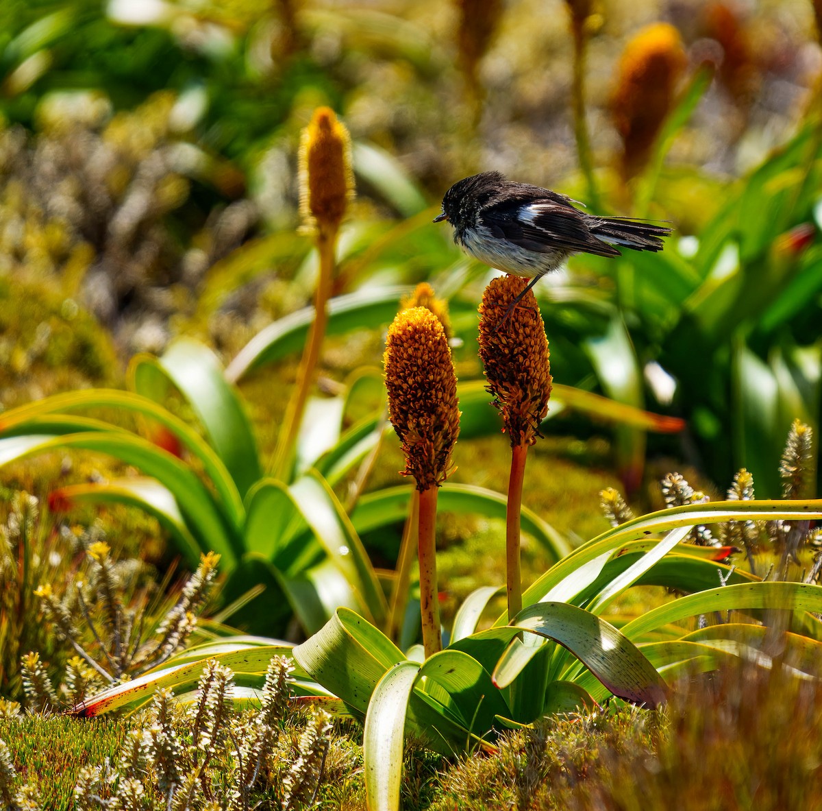 Tomtit - ML648747066