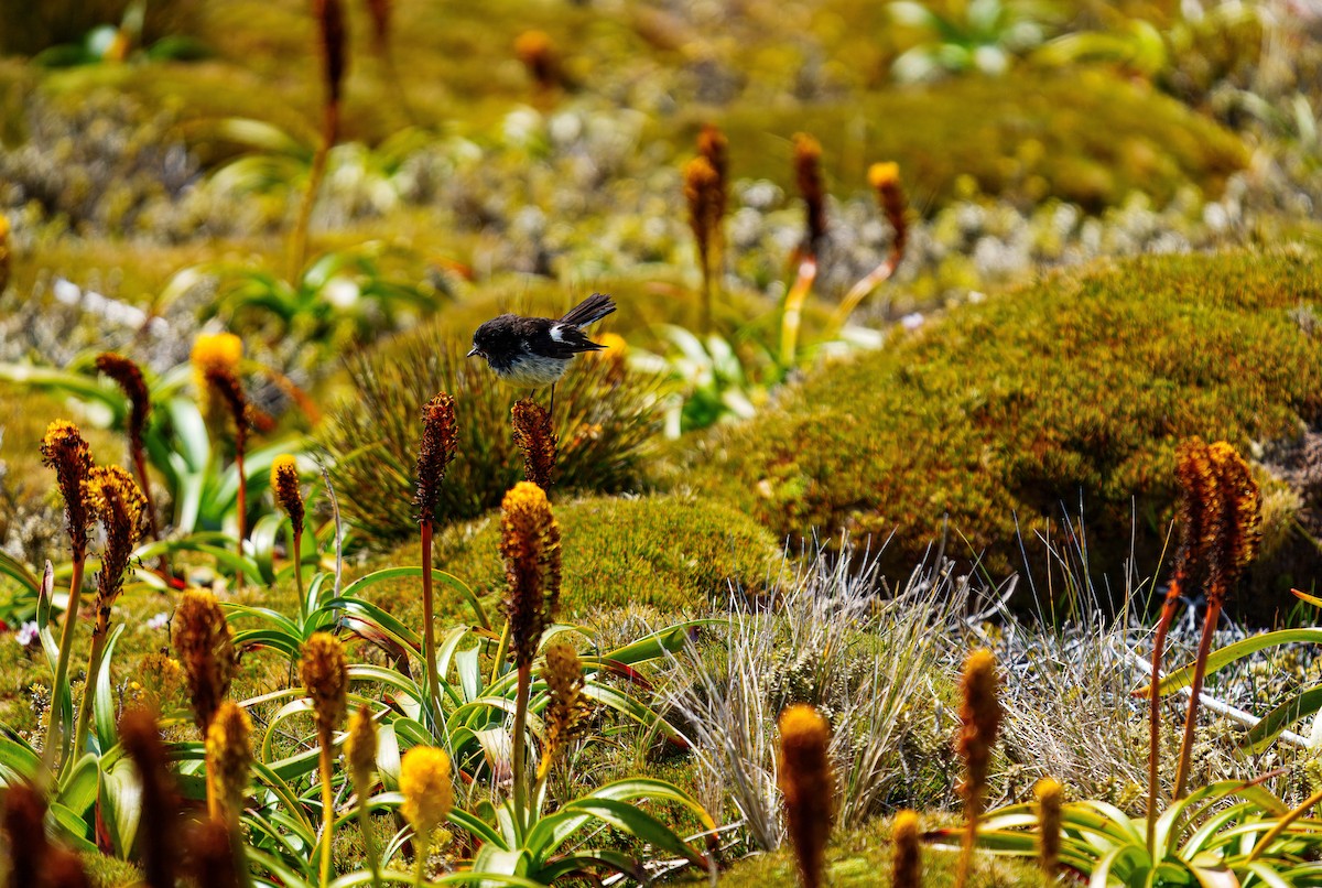 Tomtit - ML648747067