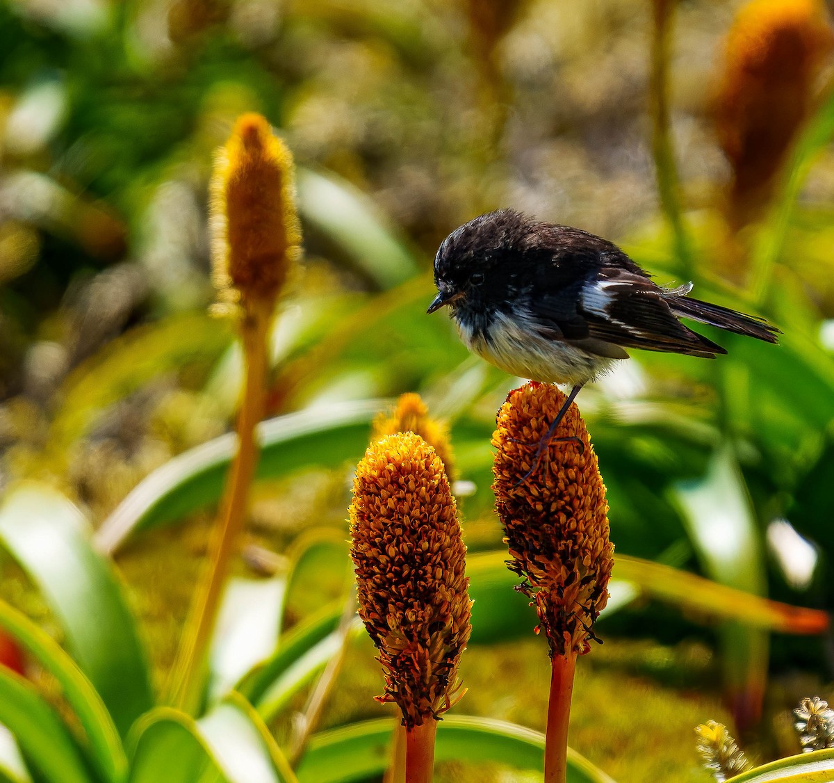 Tomtit - ML648747068