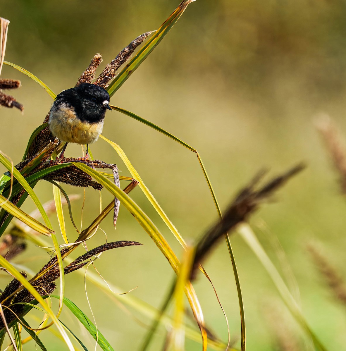 Tomtit - ML648747069