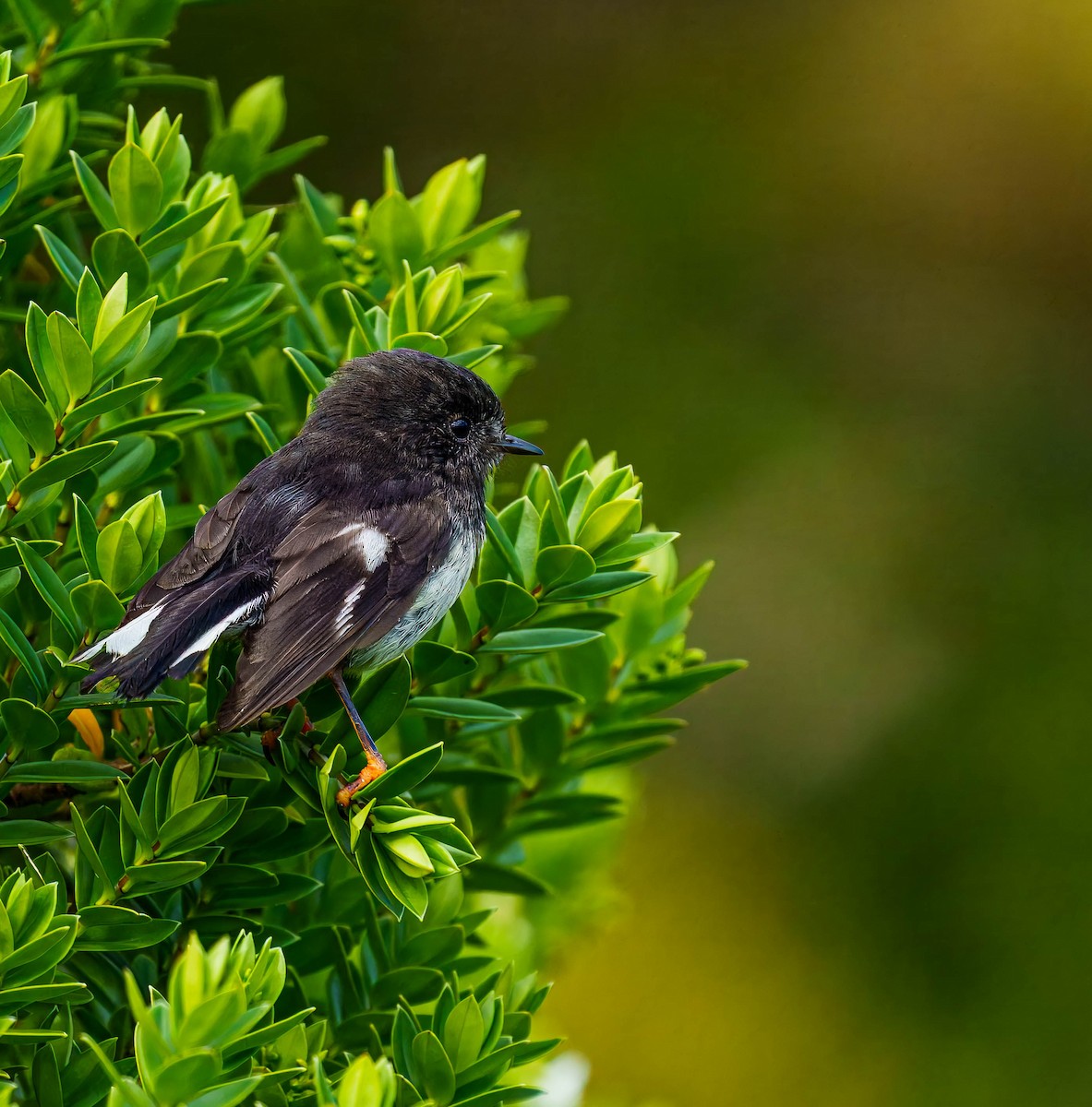 Tomtit - ML648747070