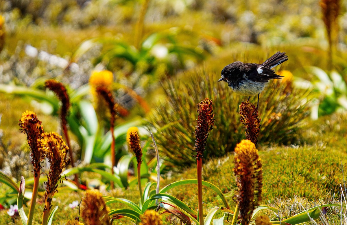 Tomtit - ML648747071