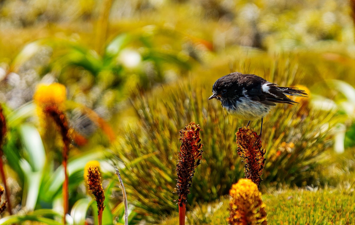 Tomtit - ML648747072