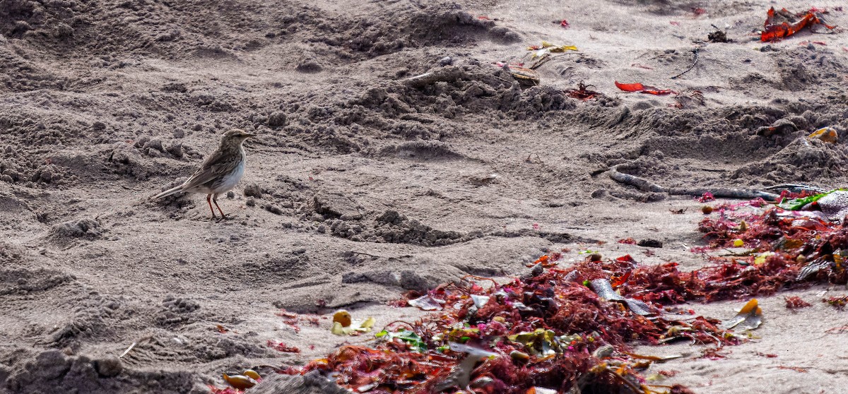 New Zealand Pipit - ML648747091