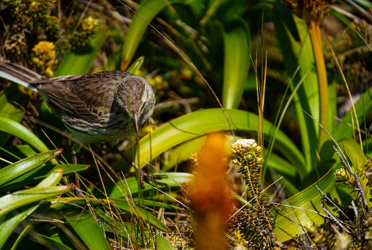 New Zealand Pipit - ML648747092