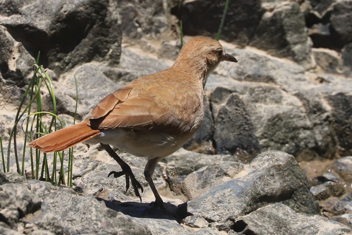 Rufous Hornero - ML648747407