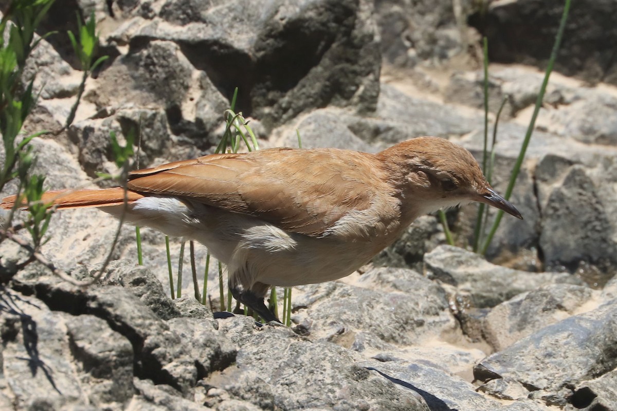 Rufous Hornero - ML648747408