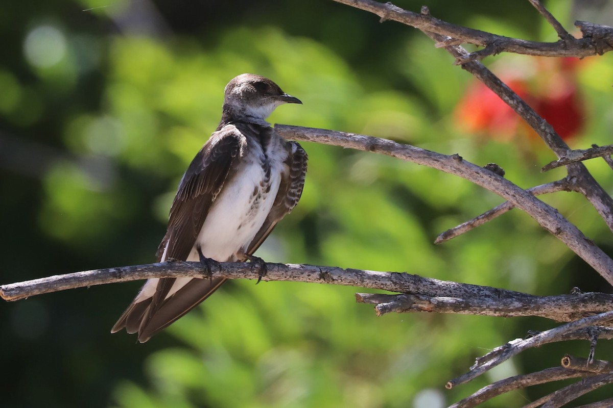 Brown-chested Martin - ML648747409