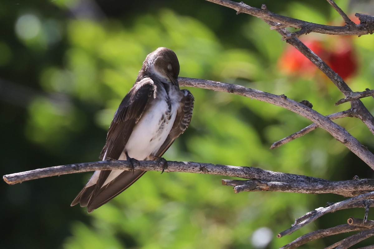 Brown-chested Martin - ML648747410