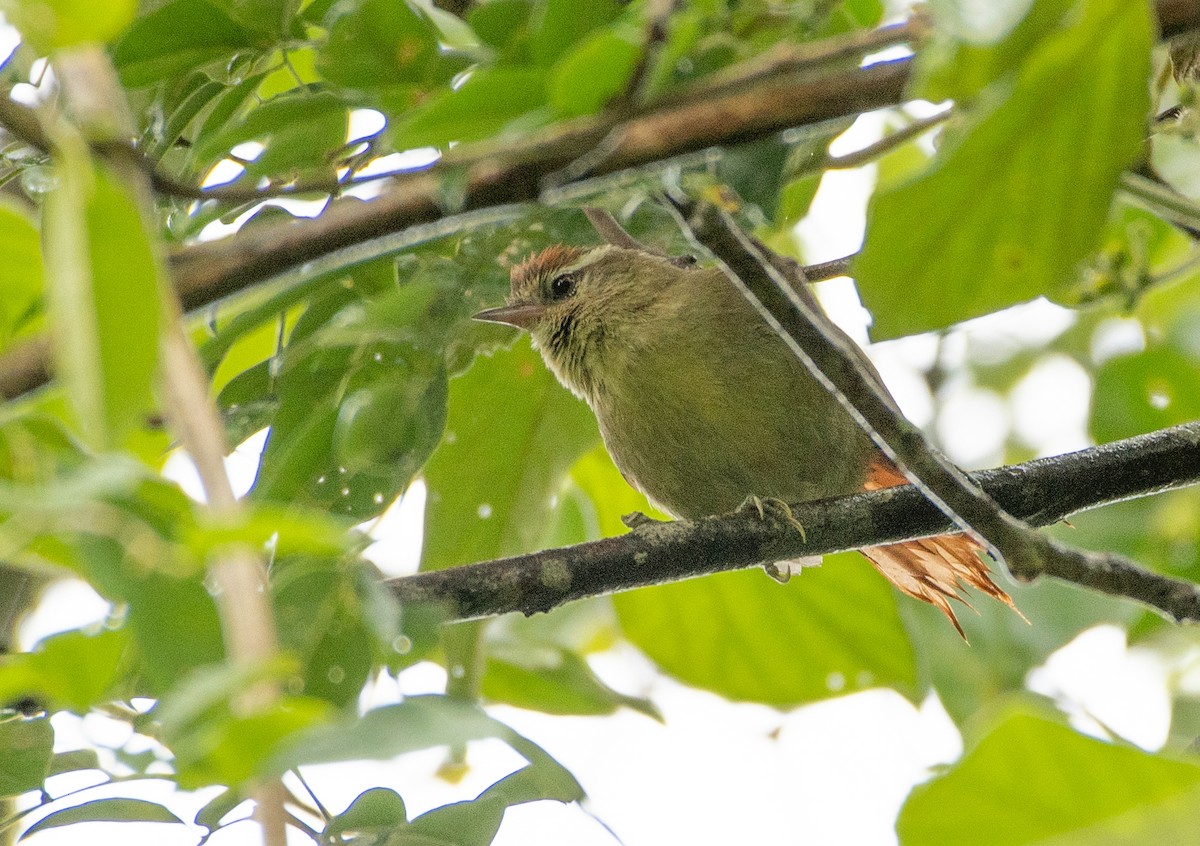 シロハラカマドドリ - ML648747992