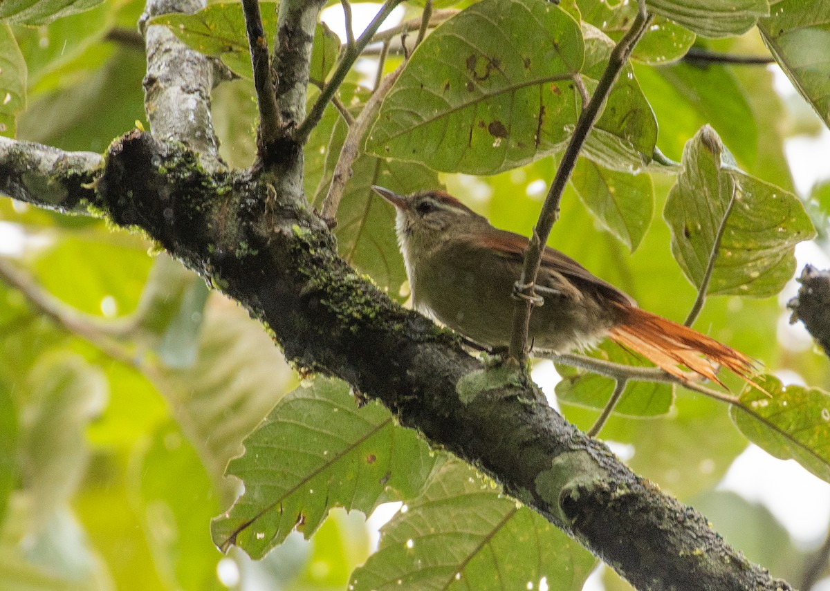 シロハラカマドドリ - ML648747993