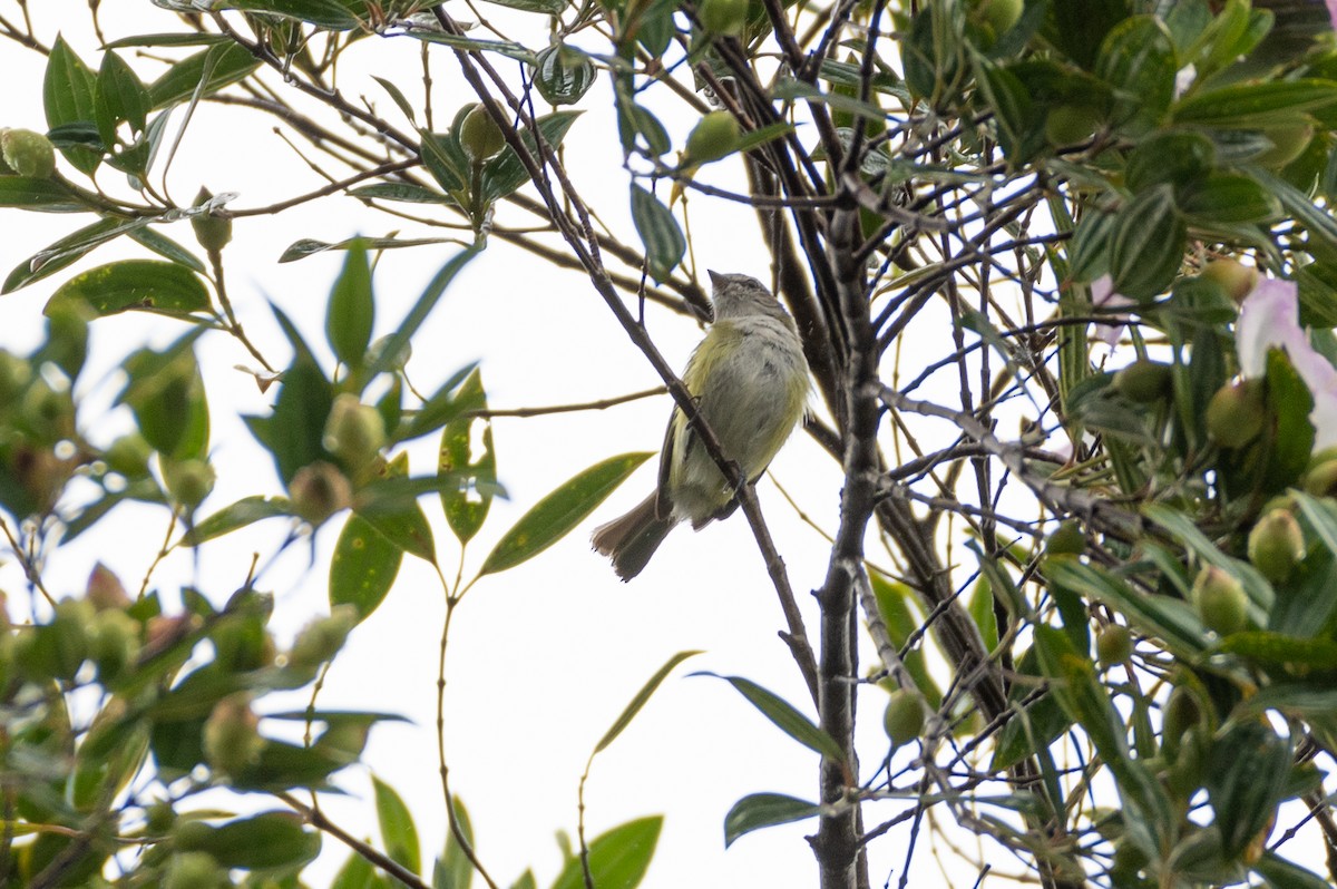 ハイズキンコタイランチョウ - ML648748009