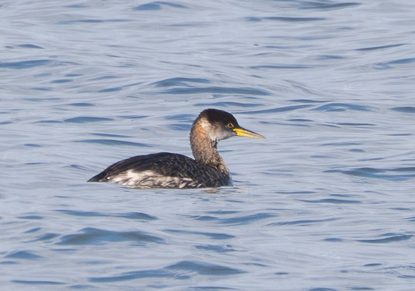 Somormujo Cuellirrojo - ML648748013