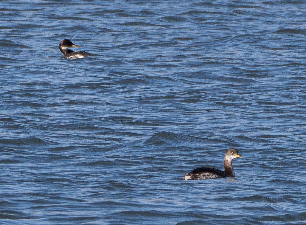 Red-necked Grebe - Elizabeth Crouthamel