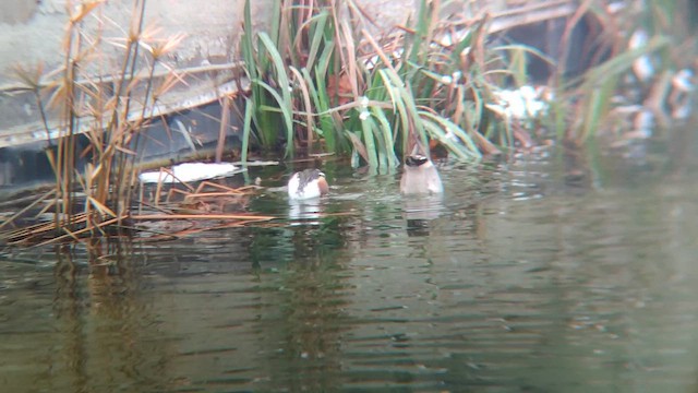 skjeand - ML648748036