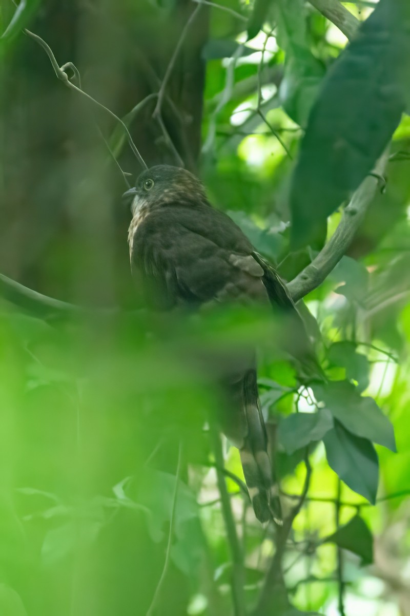 Large Hawk-Cuckoo - ML648748067