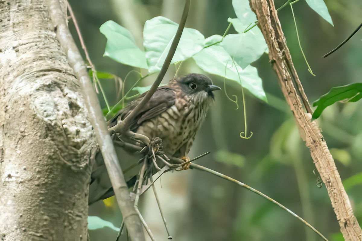Large Hawk-Cuckoo - ML648748069