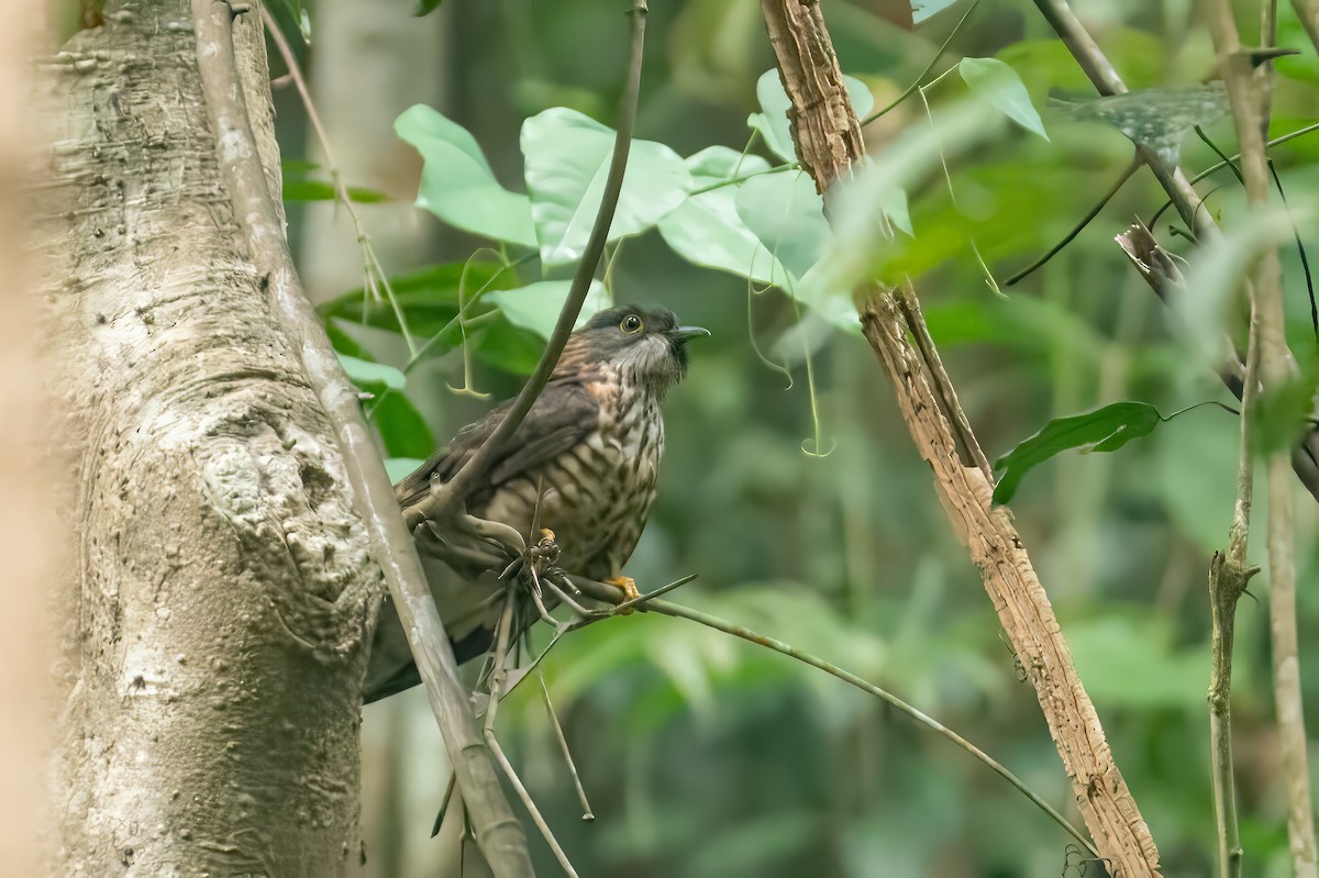 Large Hawk-Cuckoo - ML648748070