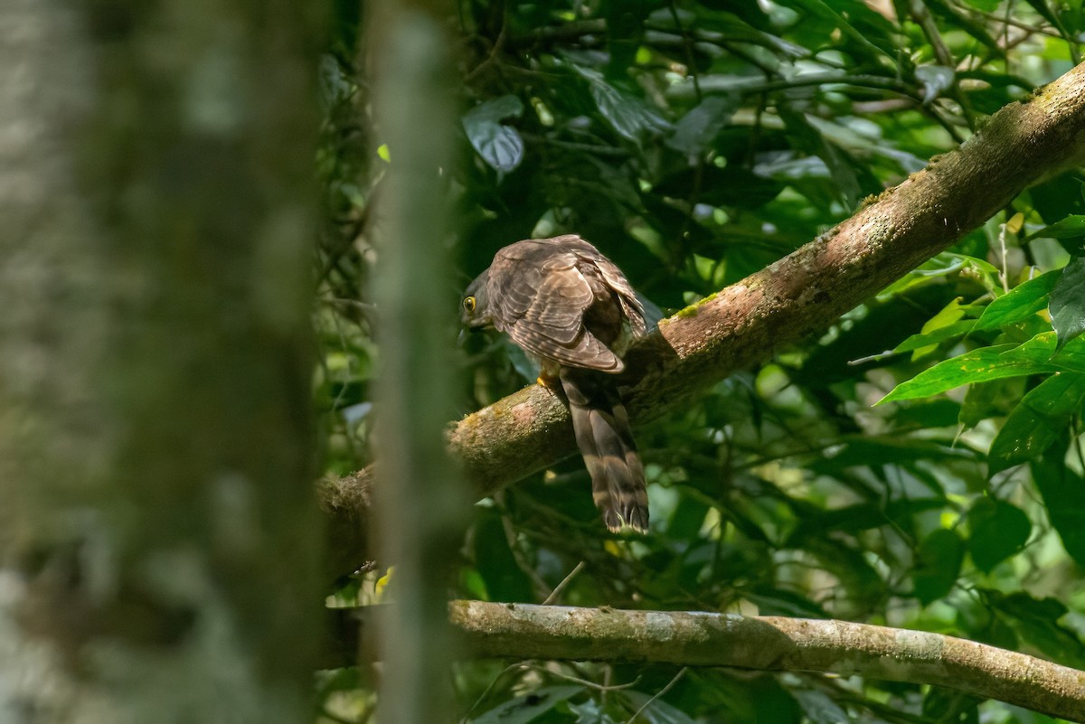 Large Hawk-Cuckoo - ML648748071