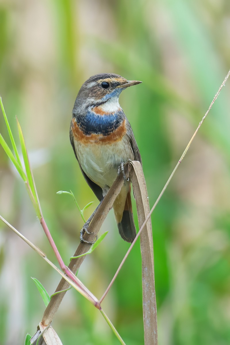 Bluethroat - ML648748089