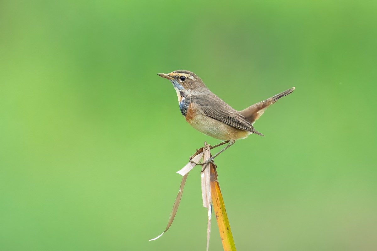Bluethroat - ML648748090