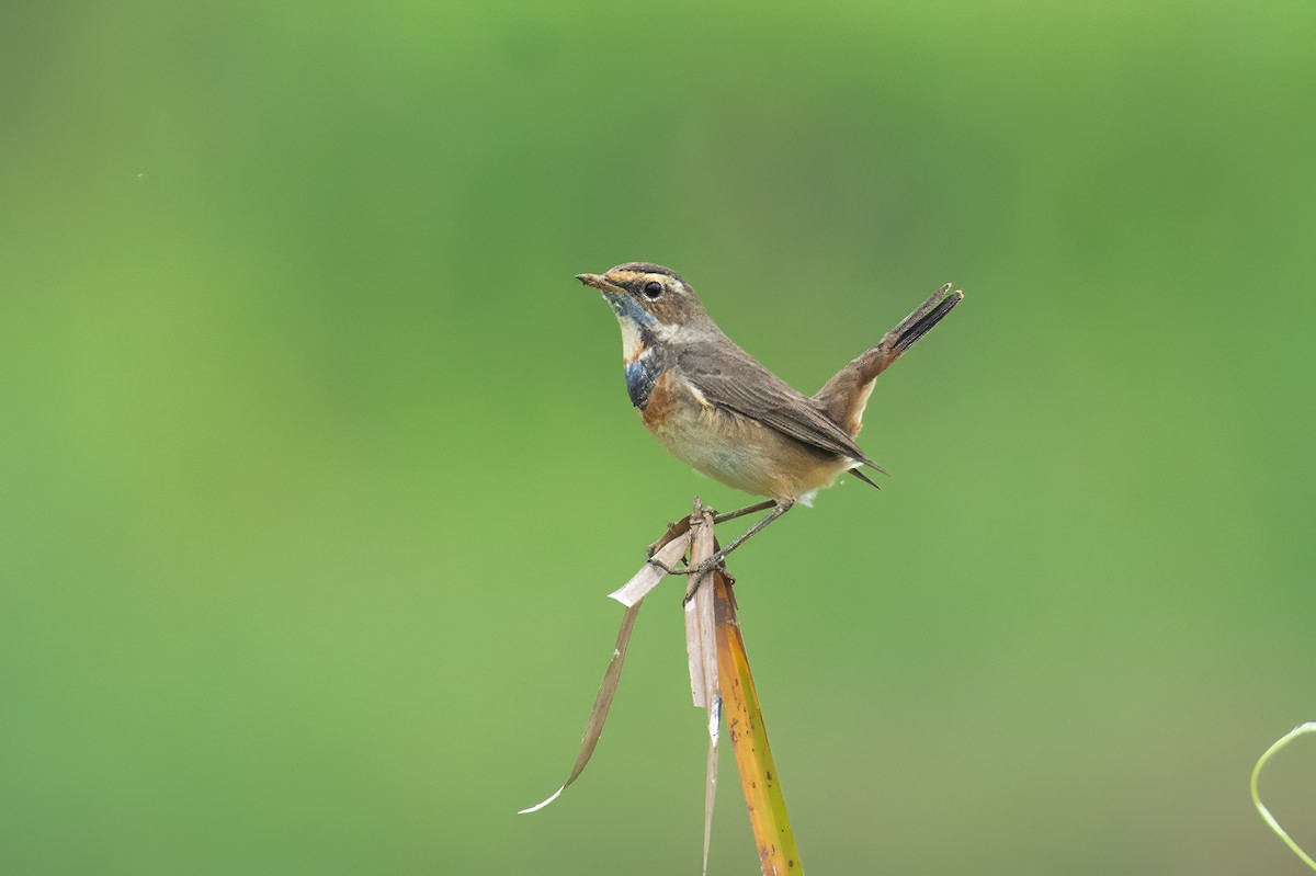 Bluethroat - ML648748091