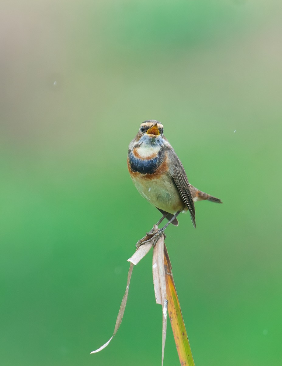 Bluethroat - ML648748092