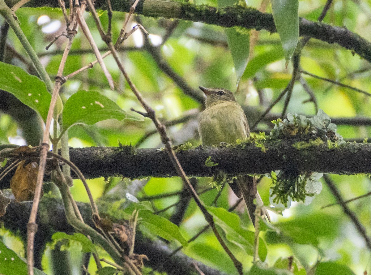 Rough-legged Tyrannulet - ML648748184