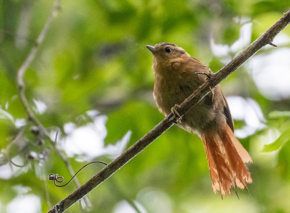 スナイロマユカマドドリ - ML648748191