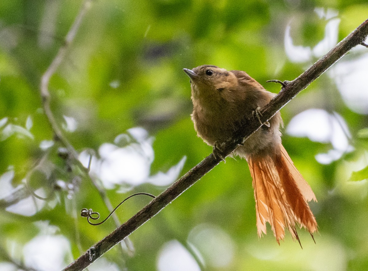 スナイロマユカマドドリ - ML648748214