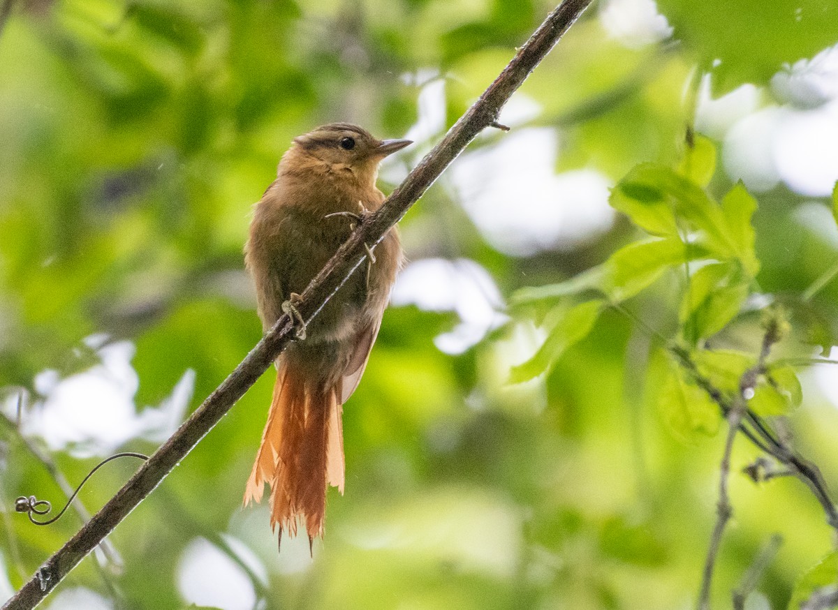 スナイロマユカマドドリ - ML648748215