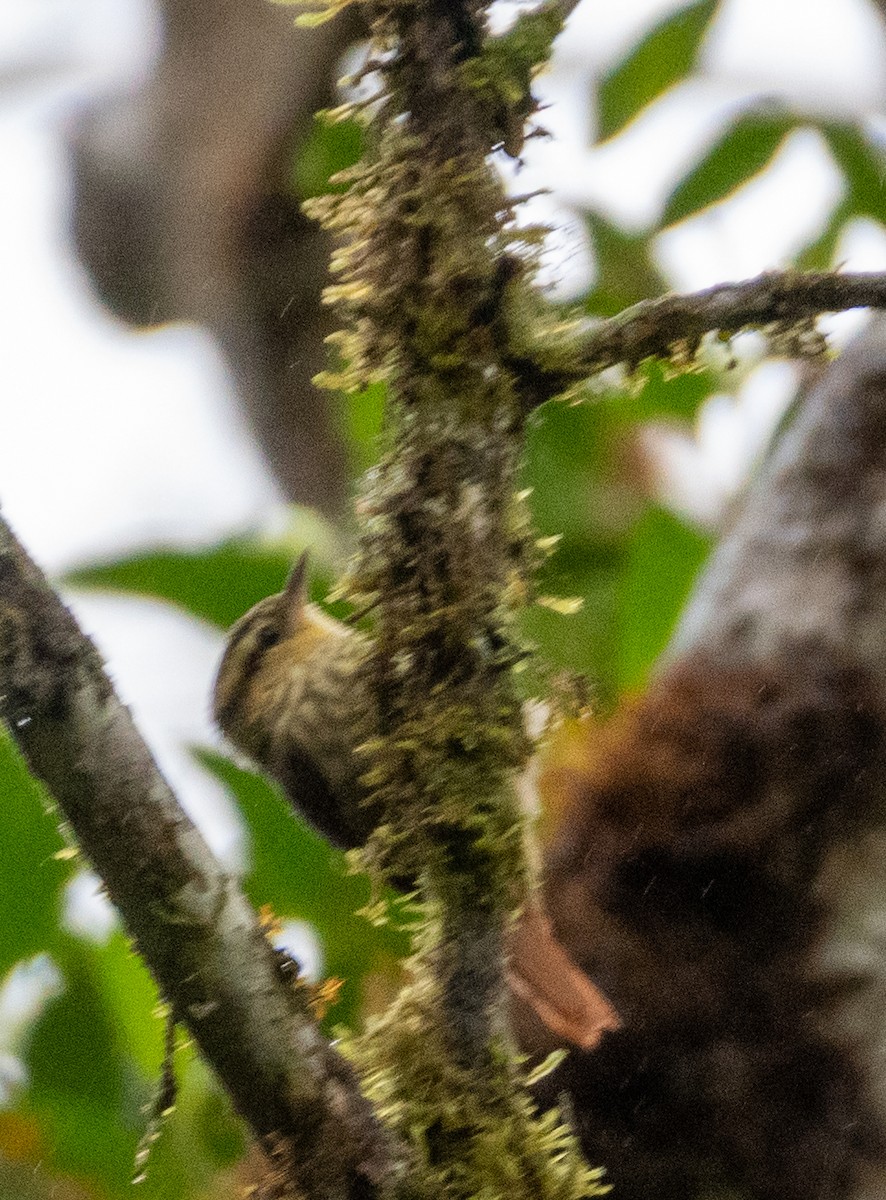 ノドジロヒメカマドドリ - ML648748233