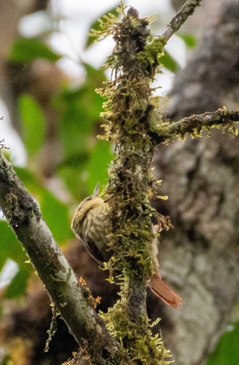 ノドジロヒメカマドドリ - ML648748234