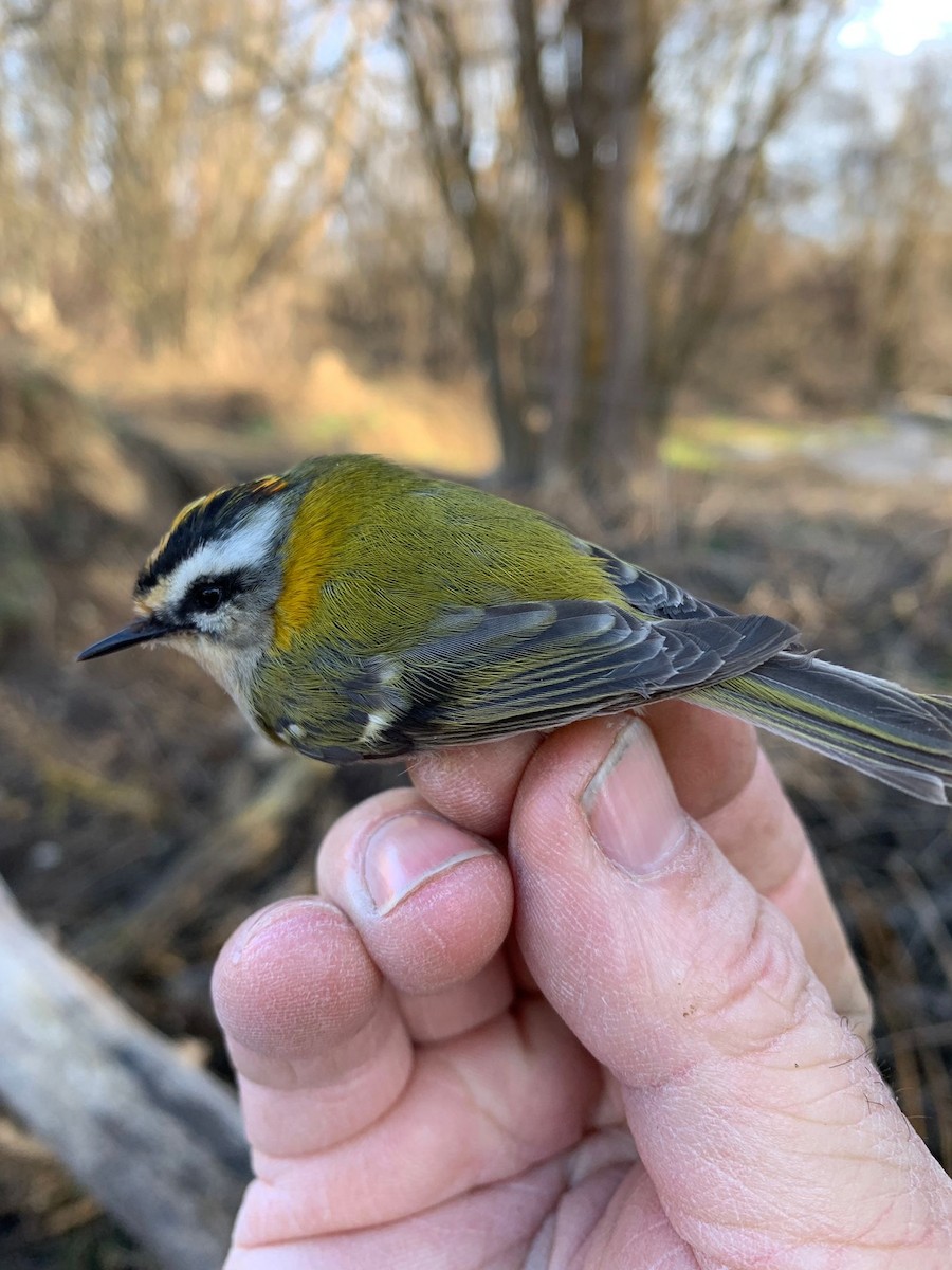 Sommergoldhähnchen - ML648748237