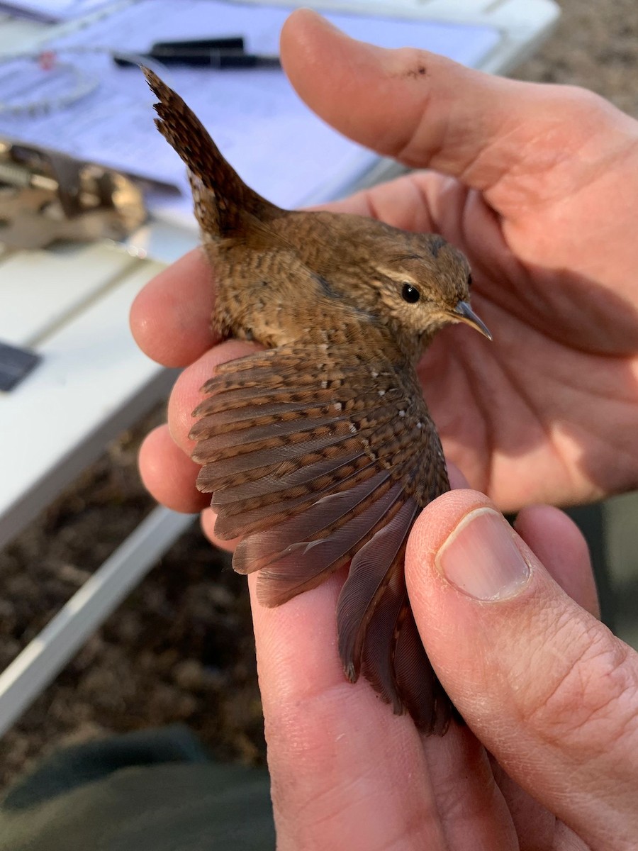 Zaunkönig - ML648748244