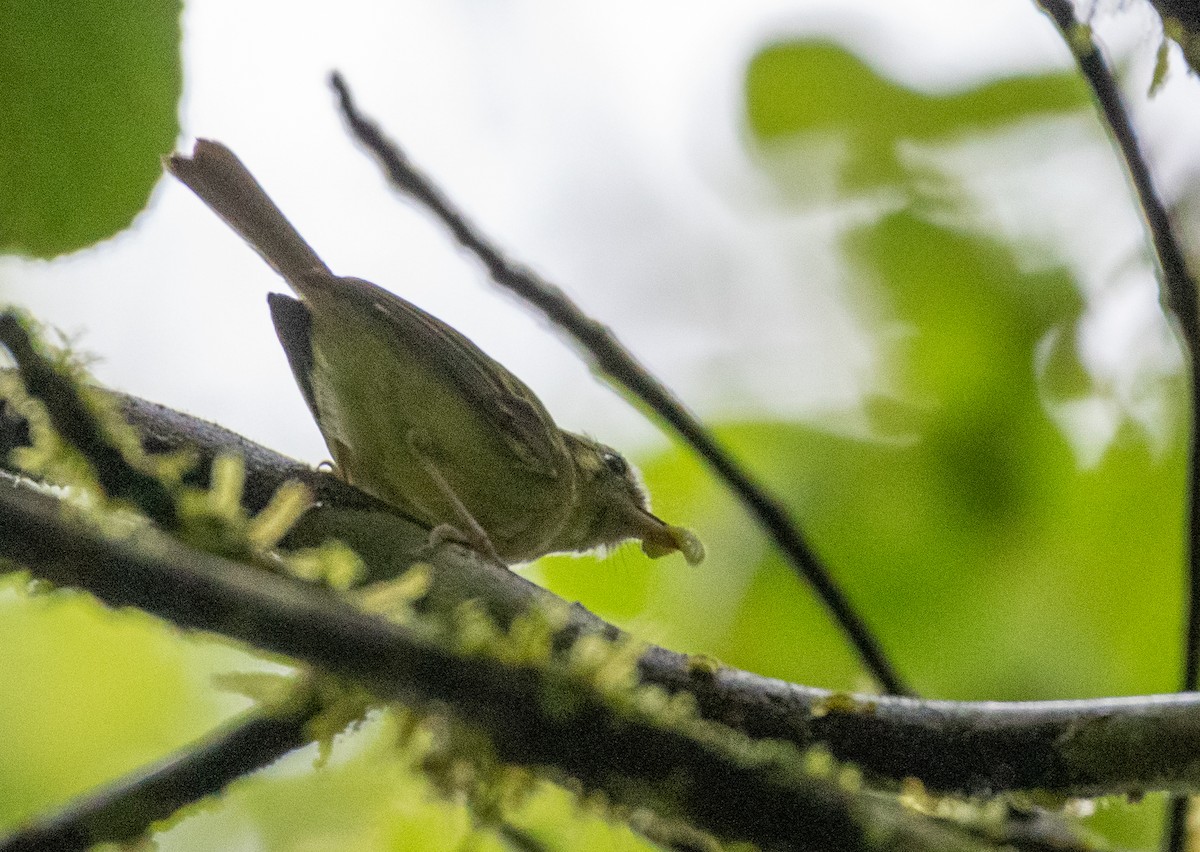 キマユコバシハエトリ - ML648748256