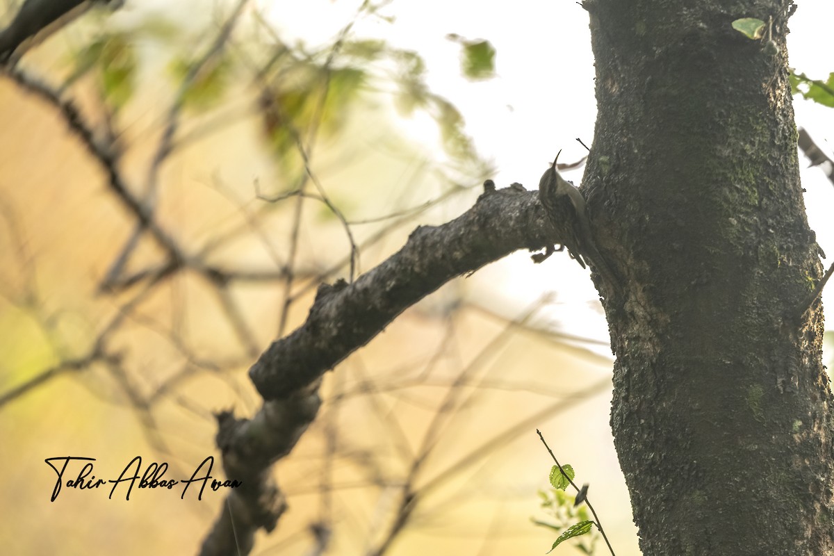 Bar-tailed Treecreeper - ML648748563