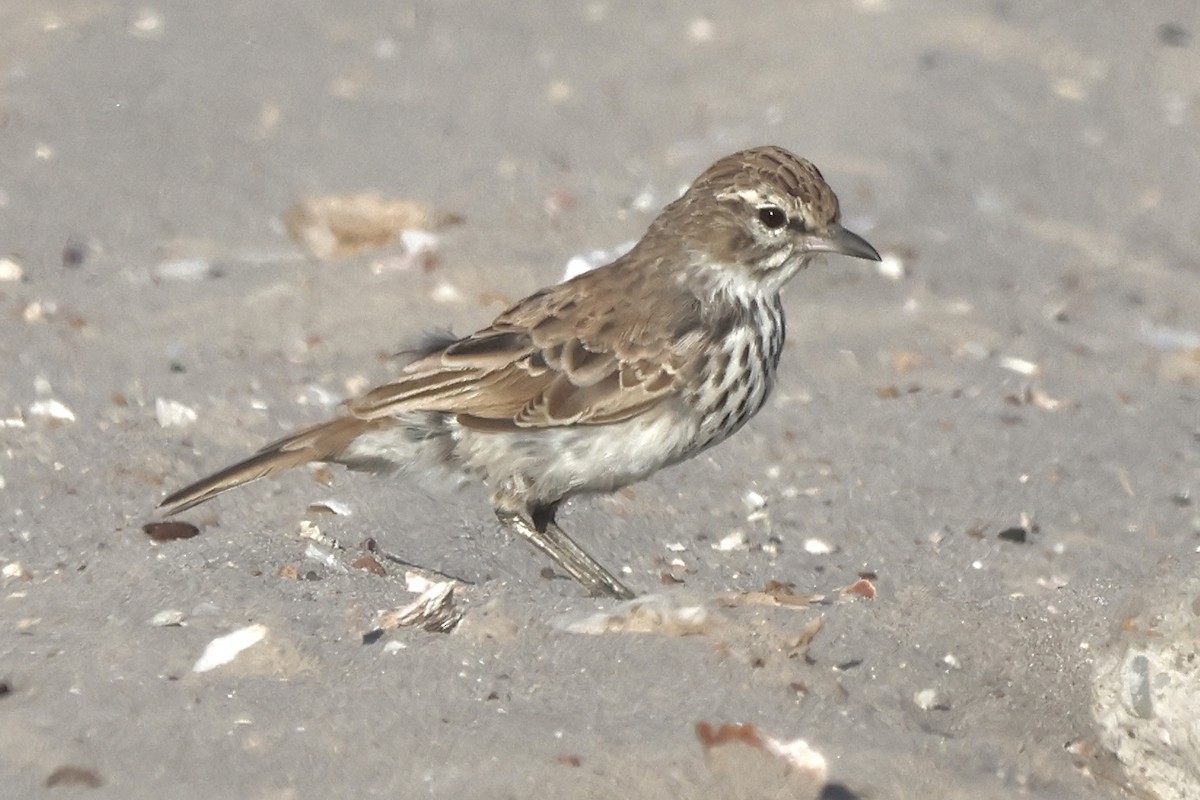 Dune Lark - ML648748714