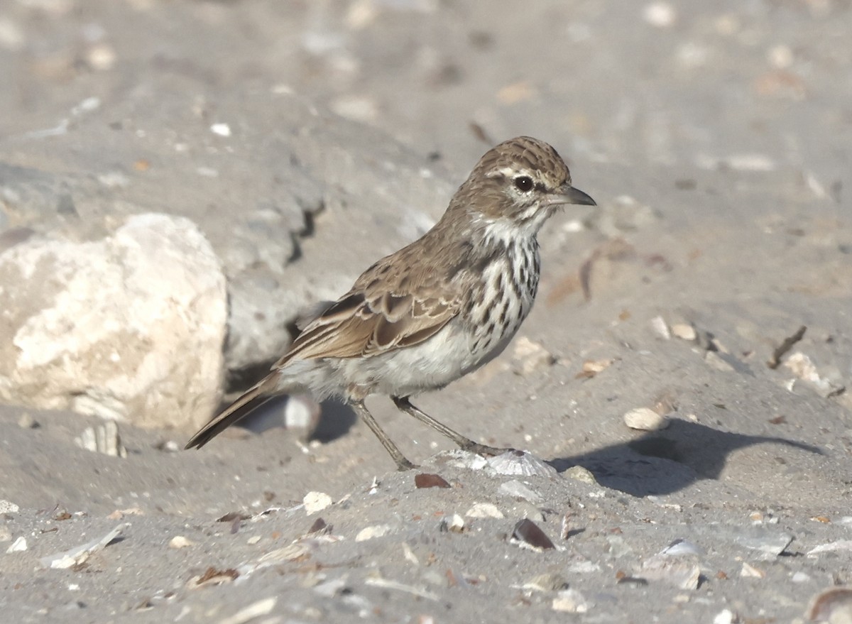 Dune Lark - ML648748715