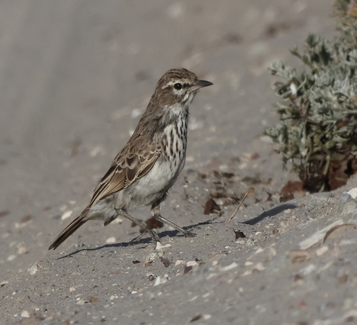 Dune Lark - ML648748716