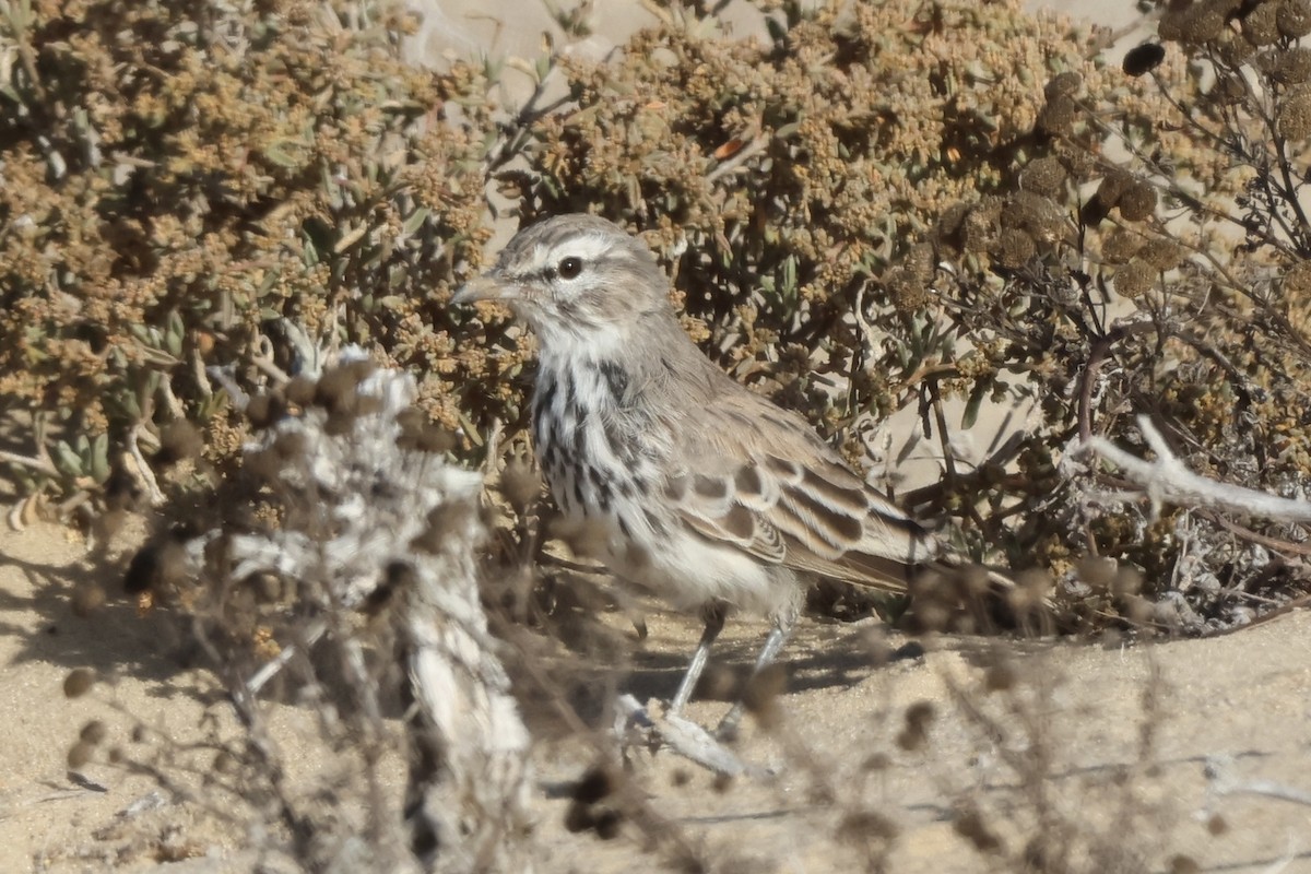 Dune Lark (Coastal) - ML648748838