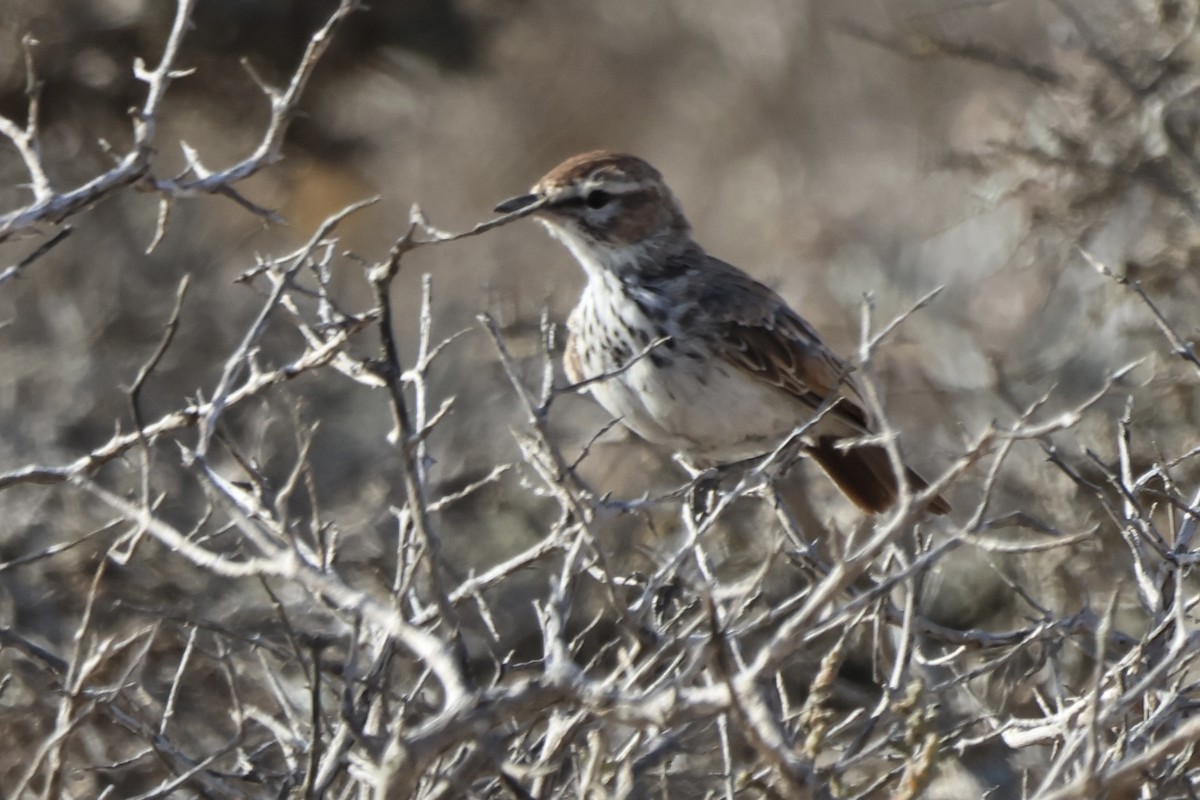 Dune Lark (Coastal) - ML648748840