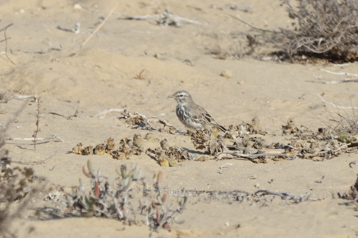 Dune Lark (Coastal) - ML648748841