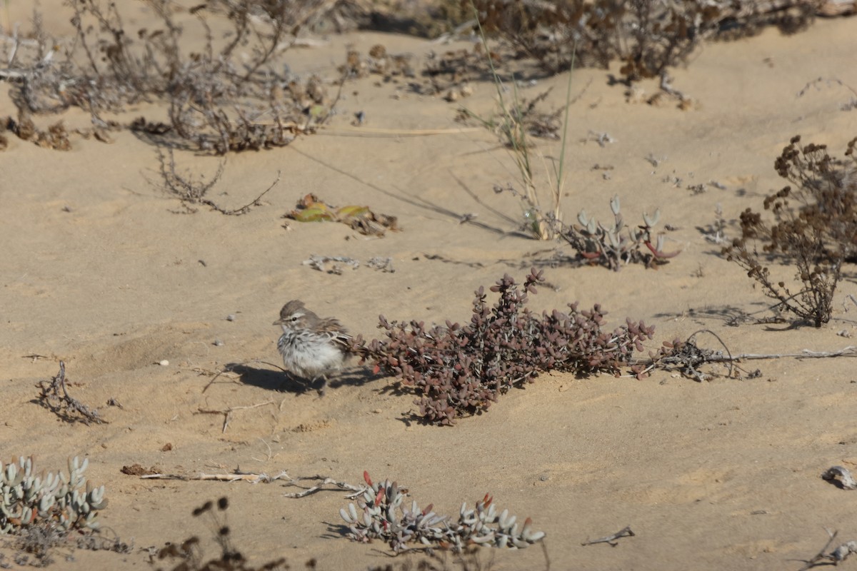 Dune Lark (Coastal) - ML648748842