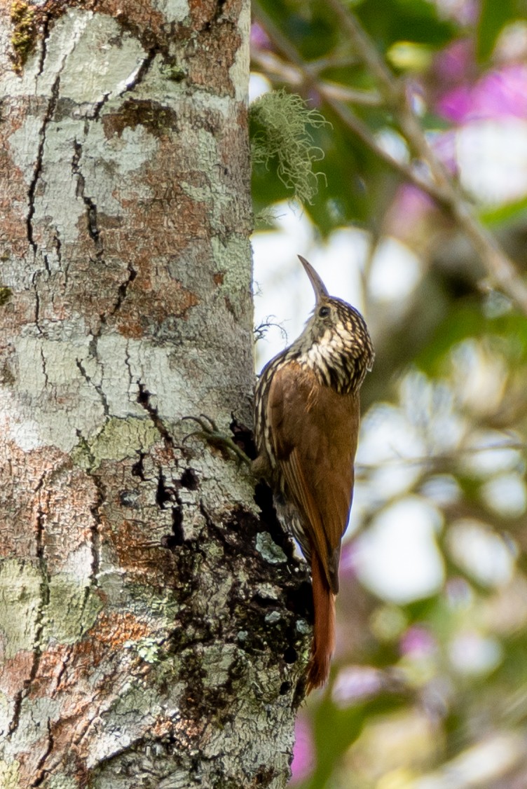 ハンエンオニキバシリ - ML648748923